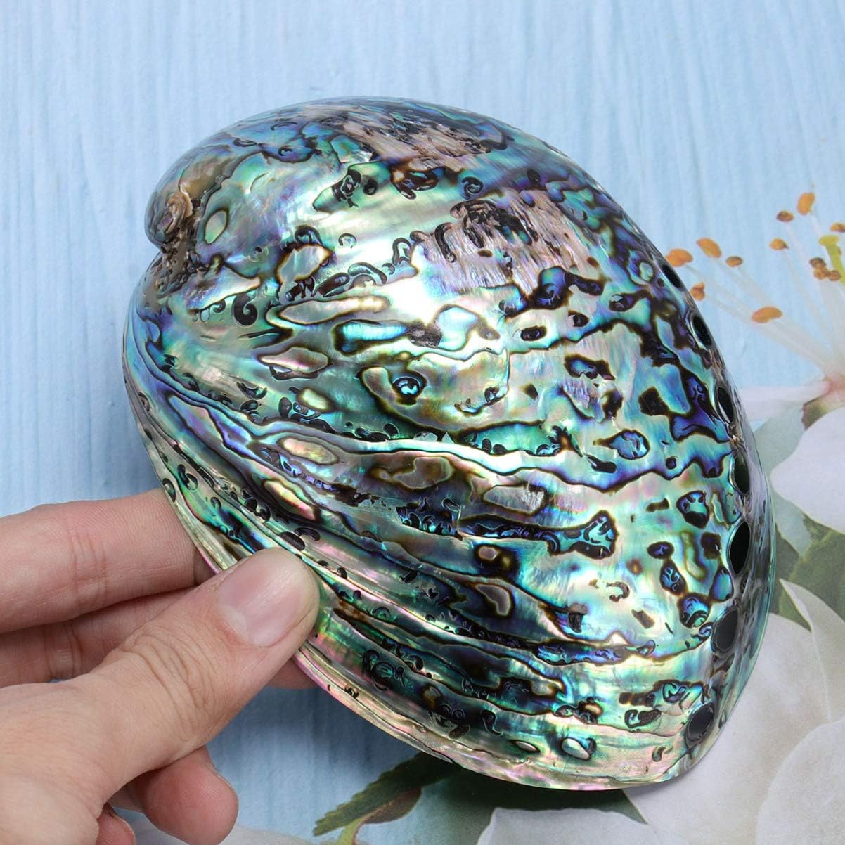 BESPORTBLE Natural Polished Abalone Shell for Smudging, Cleansing Incense Burning Home Fragrance Yoga Meditation 10-12cm