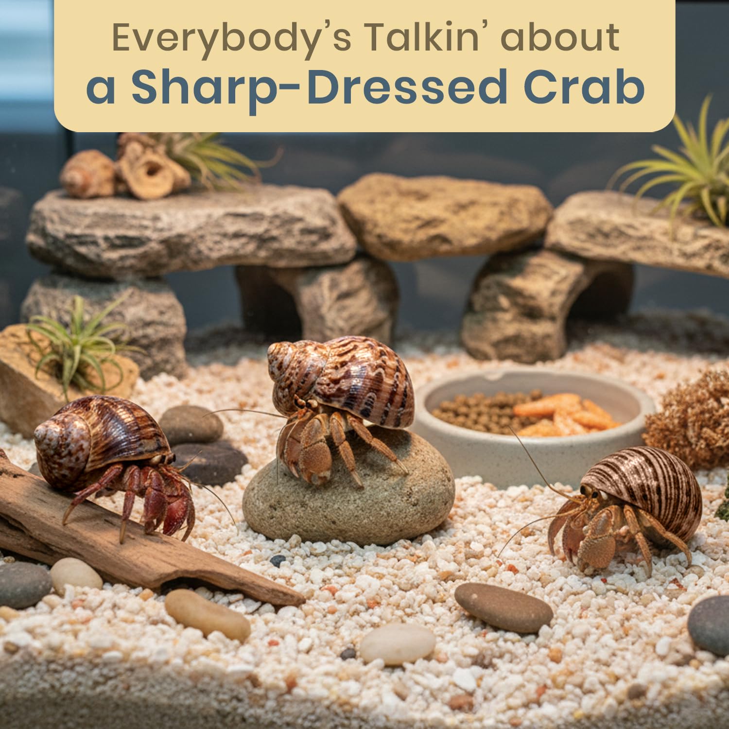 Hermit Crab Shells - Turbo Shells for Decor & Crafts -5