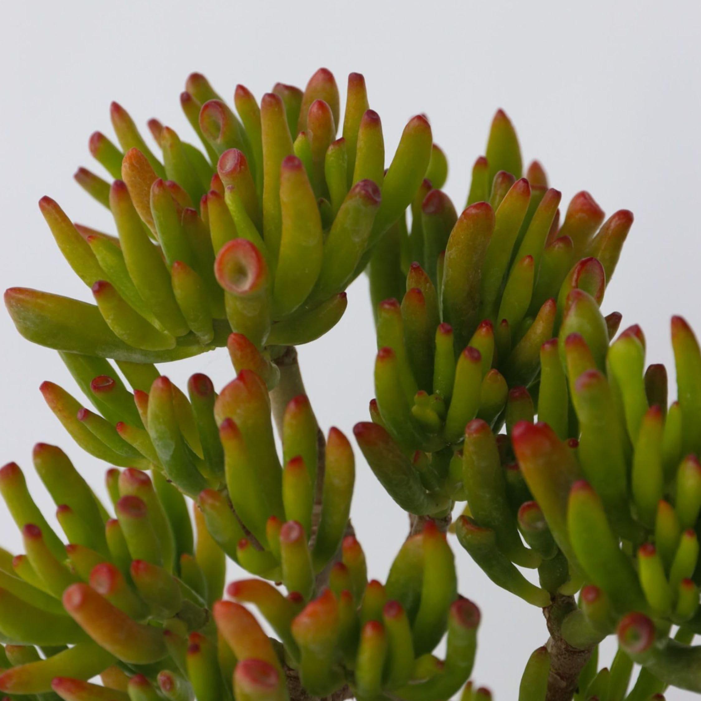 Plant in a Box - Pianta di Giada - Crassula ovata 'Hobbit' - Alt. 45-50cm - Vaso 23cm - Da interno - Succulenta - Verde