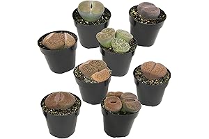 Altman Plants Living Stones Succulents - Perfect For Your Home or Office