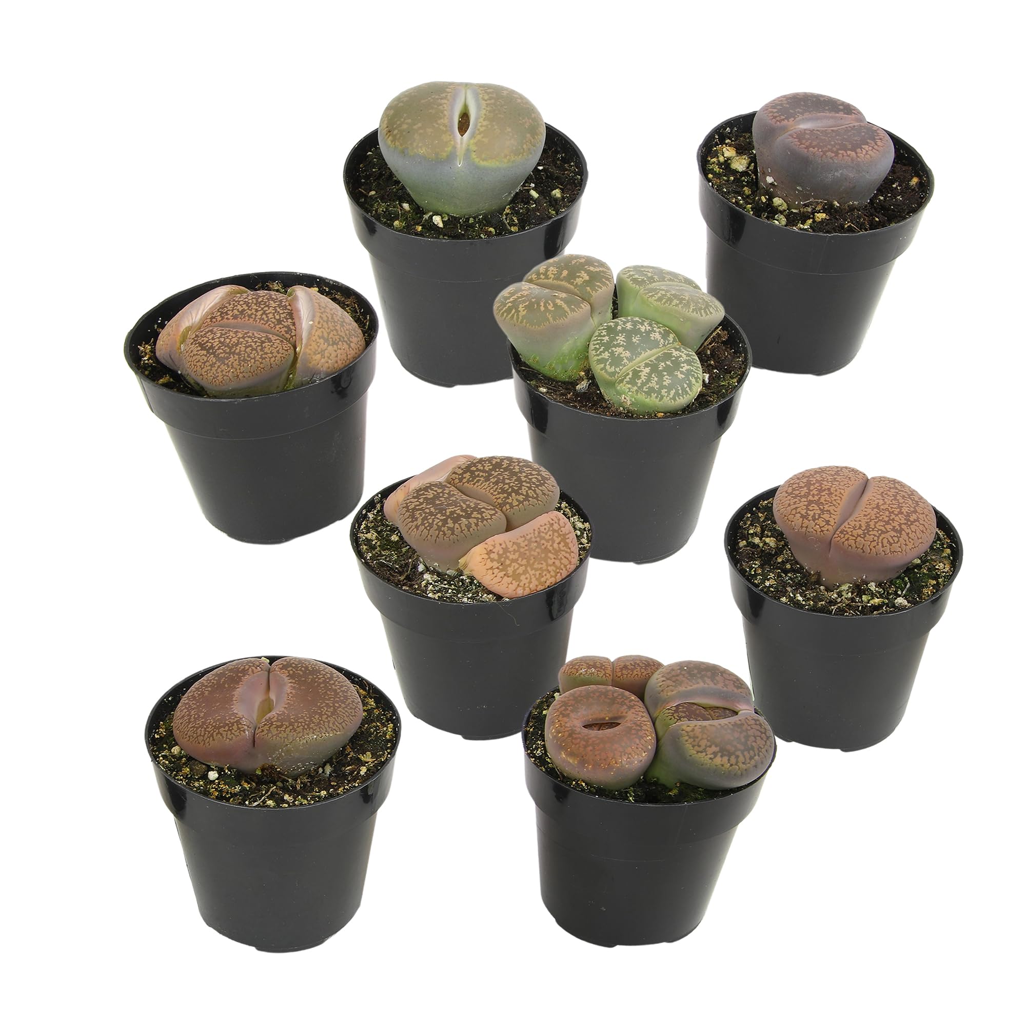 Altman Plants Giant Living Stones Lithops