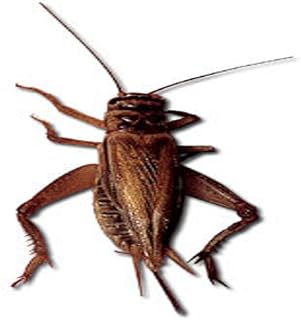 Cricket Sound Effects