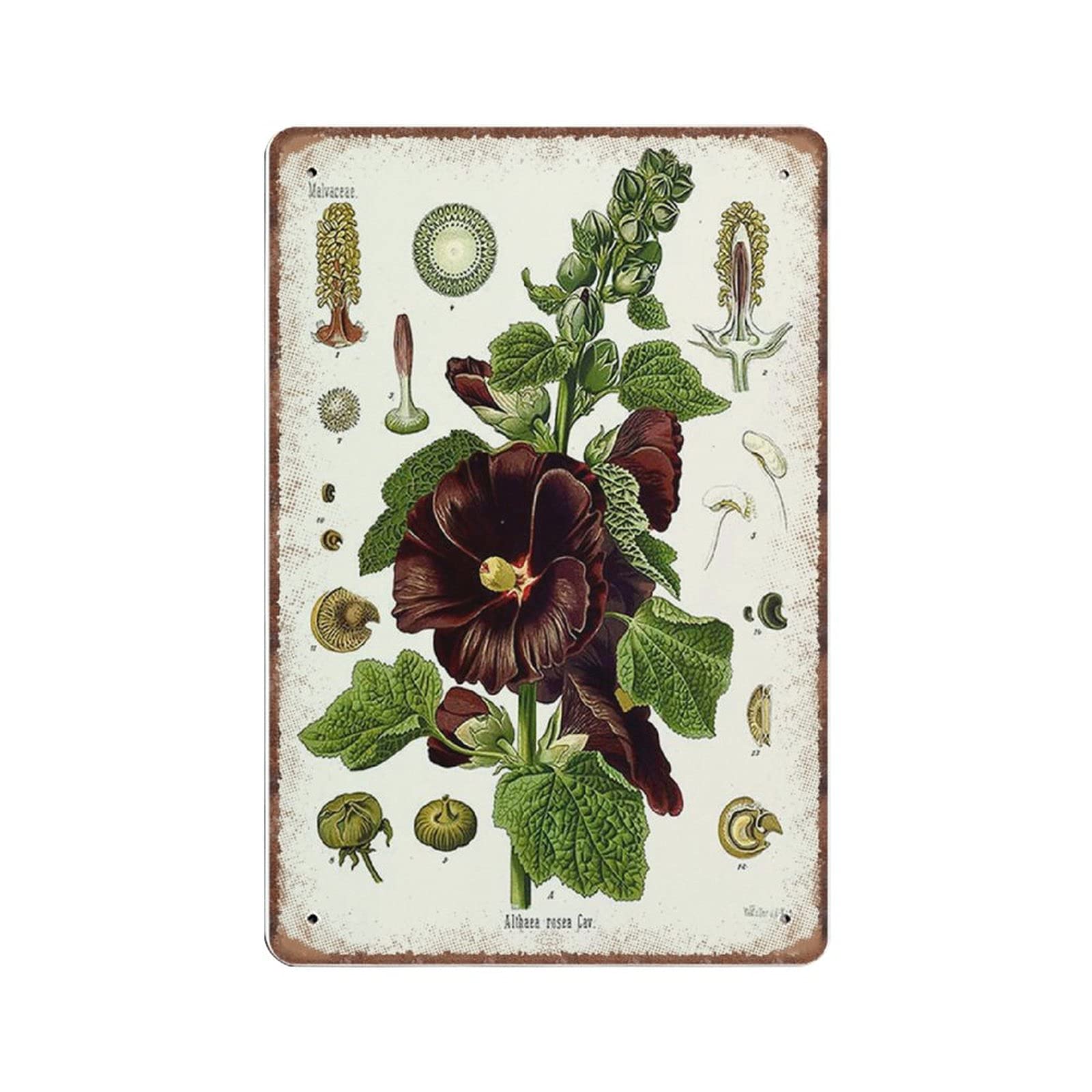 rayprint Vintage Botanical Herbal Print of Alcea Rosea (common Hollyhock) Tin Signs - Old Medicin Plant Funny Metal Sign Plaqu Wall Art Pub Bar Kitchen Garden Bathroom Home Decor, 20x30 cm