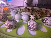 Review Image by Roberto Melgar Roberto Melgar