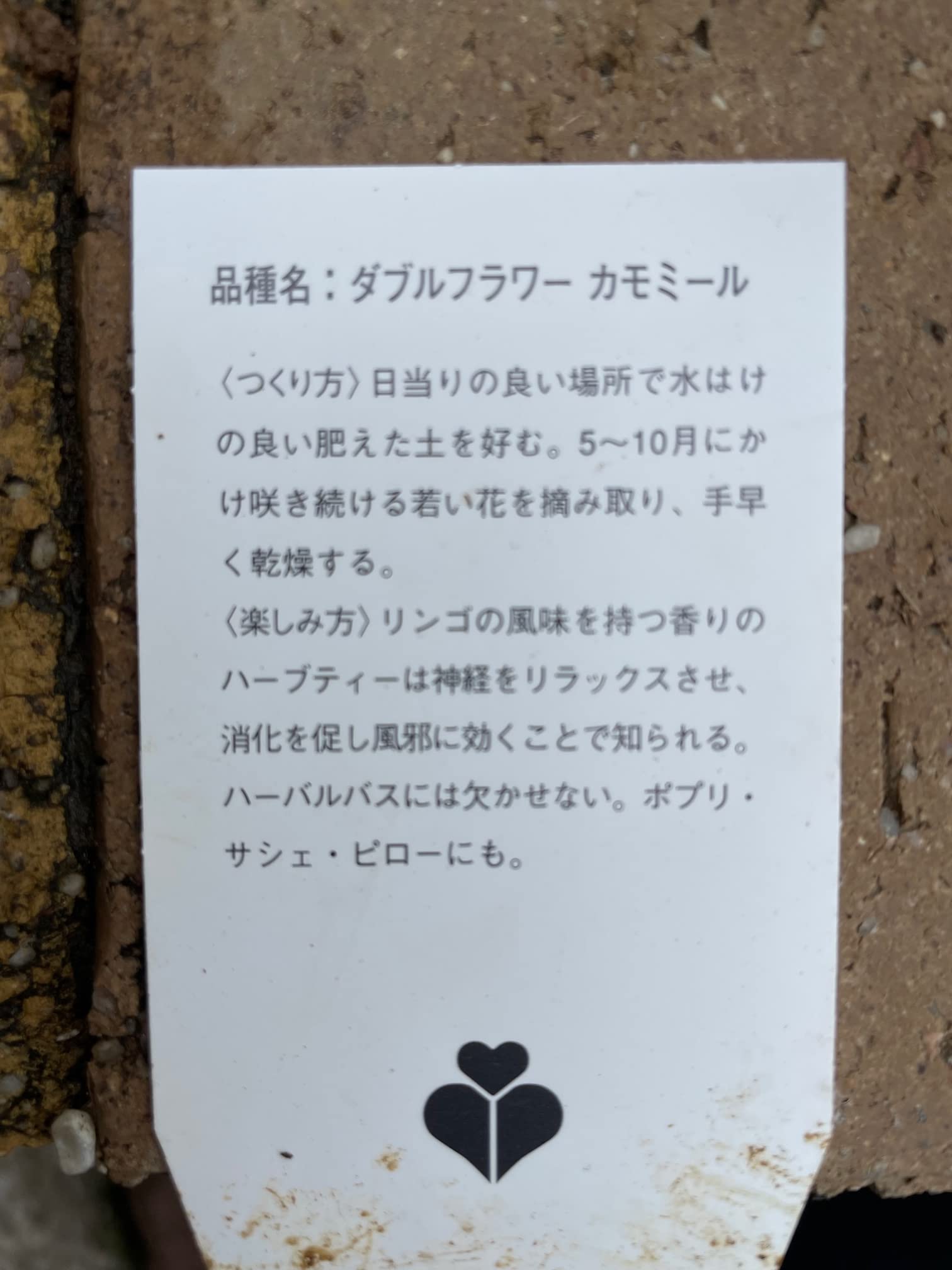 カモミール 3セット 819miaY+iHL._UF350,350_QL50_.jpg