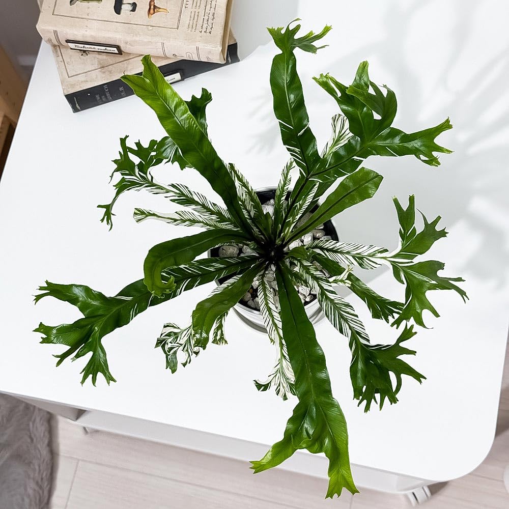 Amazon｜PLANCHU 観葉植物 アスプレニウム ニダス バリエガータ 4号鉢