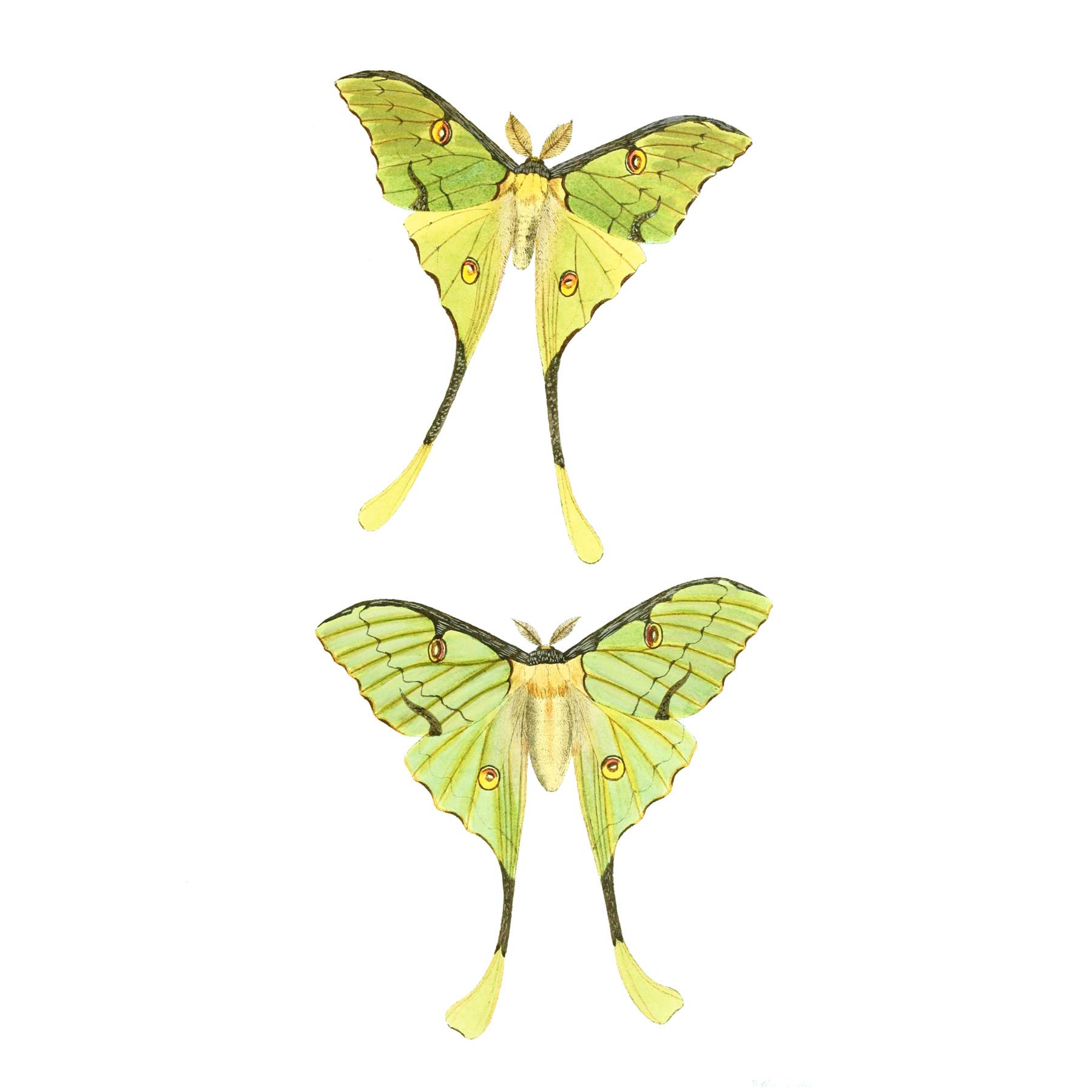 Wee Blue Coo Moths Green Illustration Art Print Poster Wall Decor