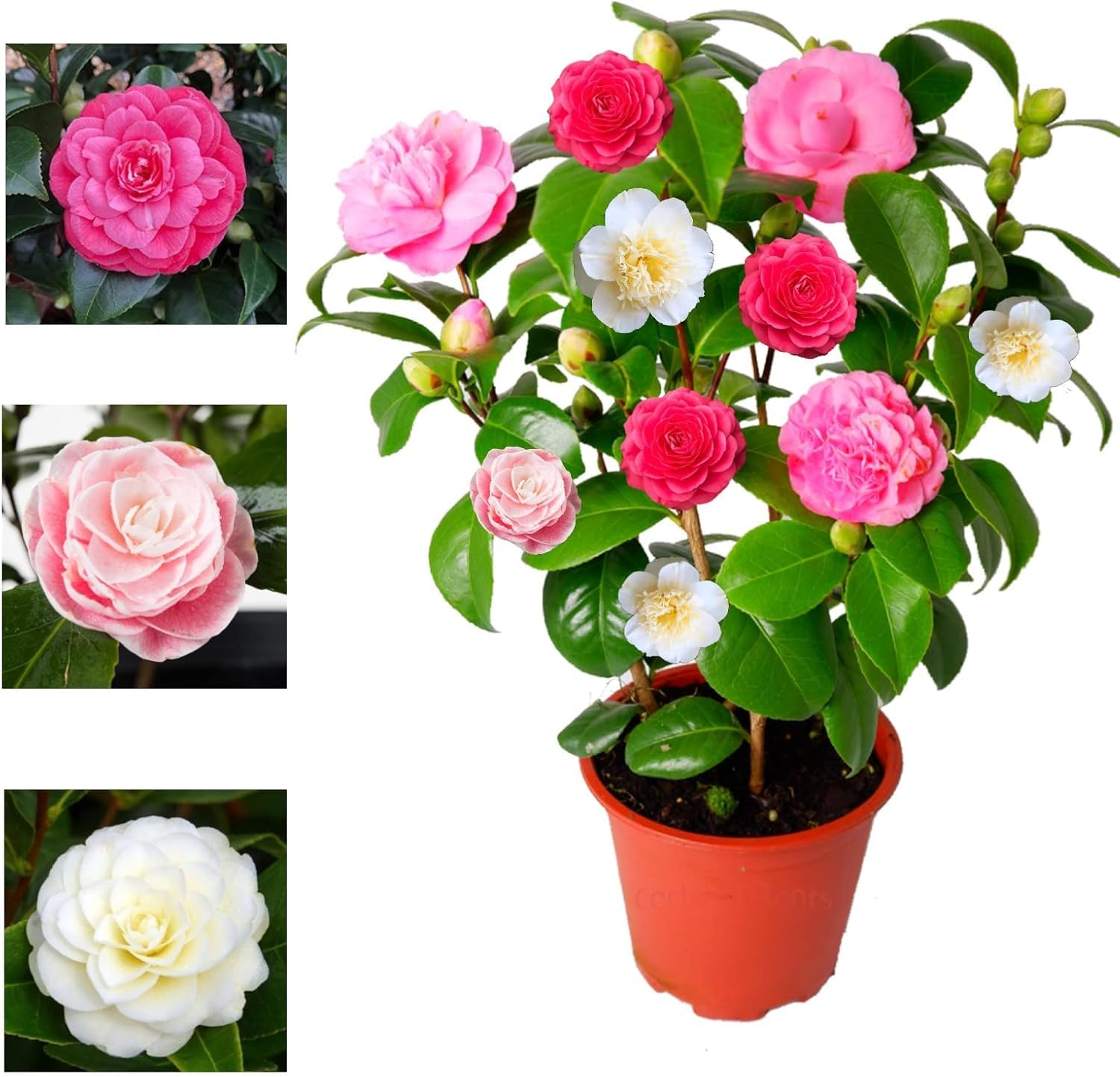 GREENSEE Camellia Multicolour Perfection flower Live Plant Rare Hybrid (Plant Height 1.5-2 Feet) Live Flower Plant for Home garden Indoor Outdoor Shrubs Tree(pack of 1) A_18