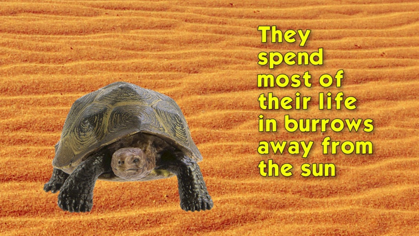 Rabbit And Tortoise Quotes Amazon.com: Safari Ltd. Desert Tortoise