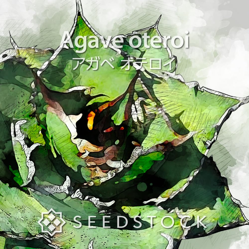 アガベ オテロイ 種子 1000粒 Amazon.co.jp: 200粒 アガベ オテロイ オアハカ 種子 Agave