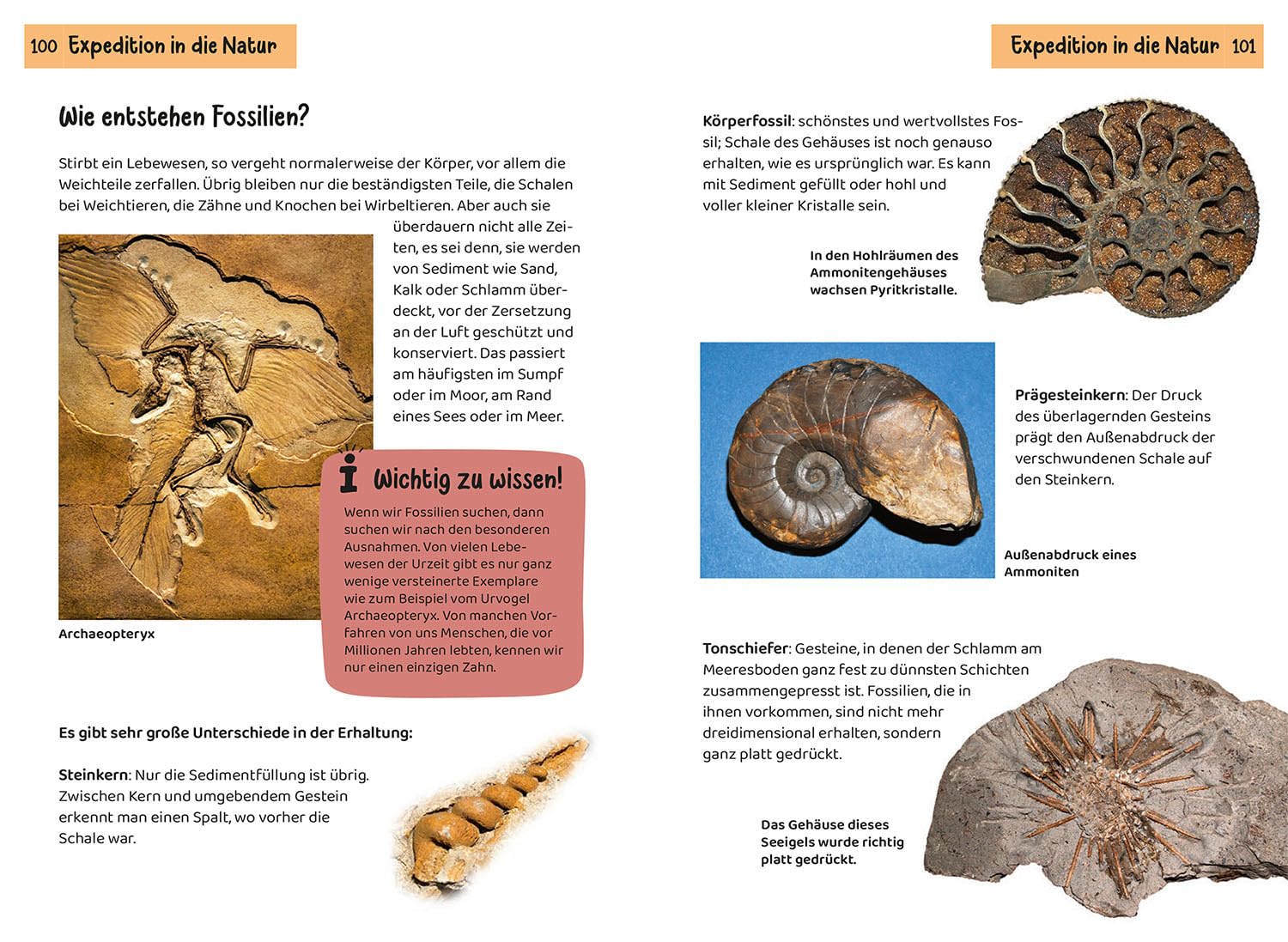Welcher Stein ist das? Kindernaturführer: 85 Mineralien, Gesteine, Fossilien. Richtig Bestimmen, Spaß in der Natur, die Welt der Mineralien und Gesteine entdecken.