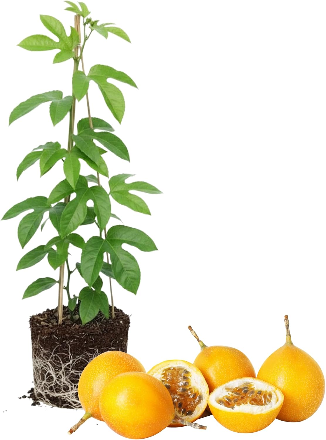 Yellow Passion Fruit Plant Live, 5 to 8 inch Tall Passiflora Passion Fruit Plant for Outdoors Garden, Perennial Fruits Climbing Vine Starter Plants Without Pot