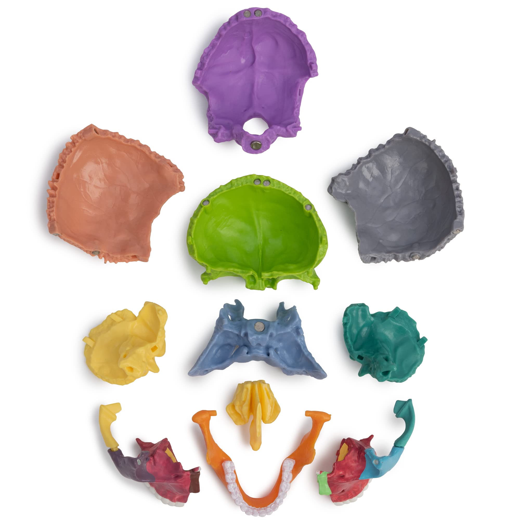 Cranstein A-226 mini czaszka osteopatii, 15-częściowa, dydaktyczna, do nauki medycyny i edukacji, model anatomii czaszki