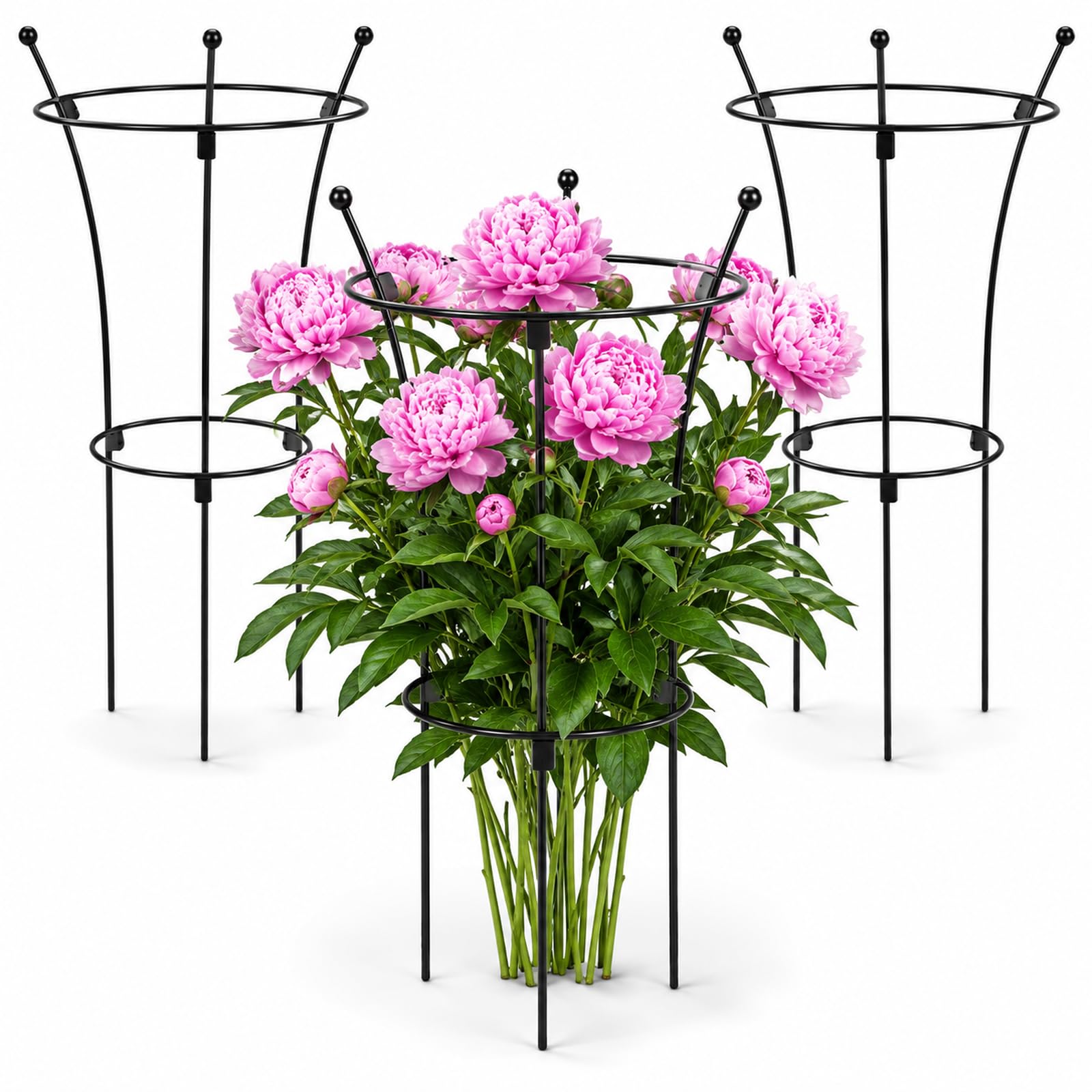 Protégez vos pivoines du vent avec la cage en métal antirouille pour plantes