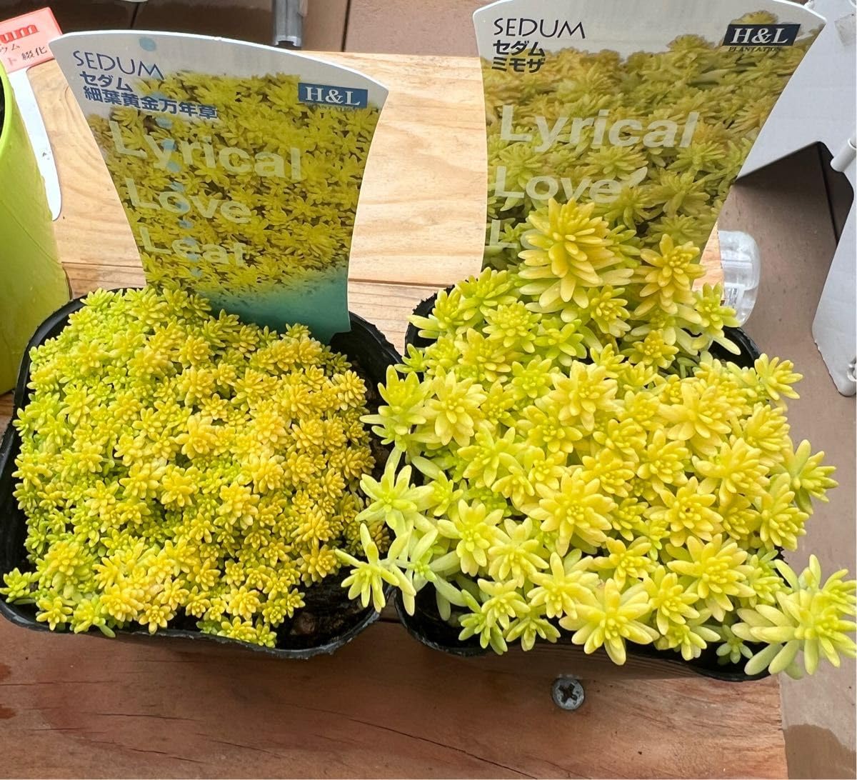 Amazon.co.jp: ミモザ セダム☆ 細葉黄金万年草 セダム 抜き苗 : DIY