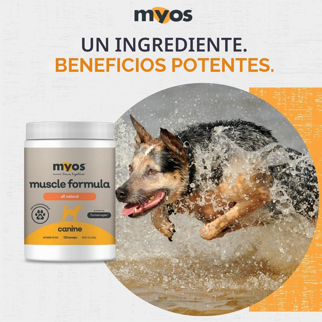 MYOS CANINE MUSCLE FORMULA - Suplemento de construcción muscular totalmente natural: ayuda a reducir la pérdida muscular en perros debido al envejecimiento normal y mejora la recuperación de lesiones