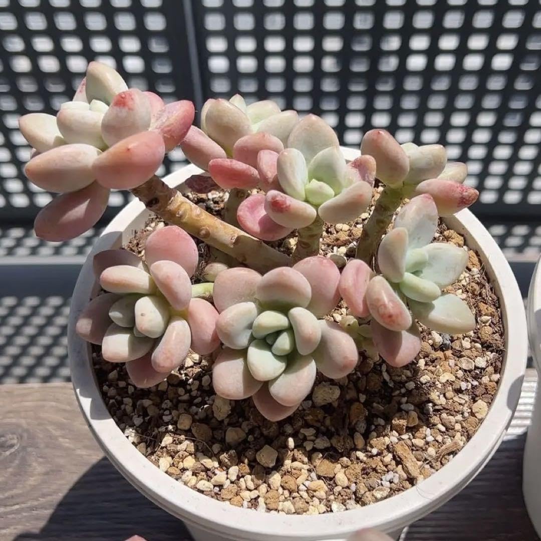 Amazon.co.jp: 多肉植物 エケベリア 洛神 大苗 レジェンド : ホビー