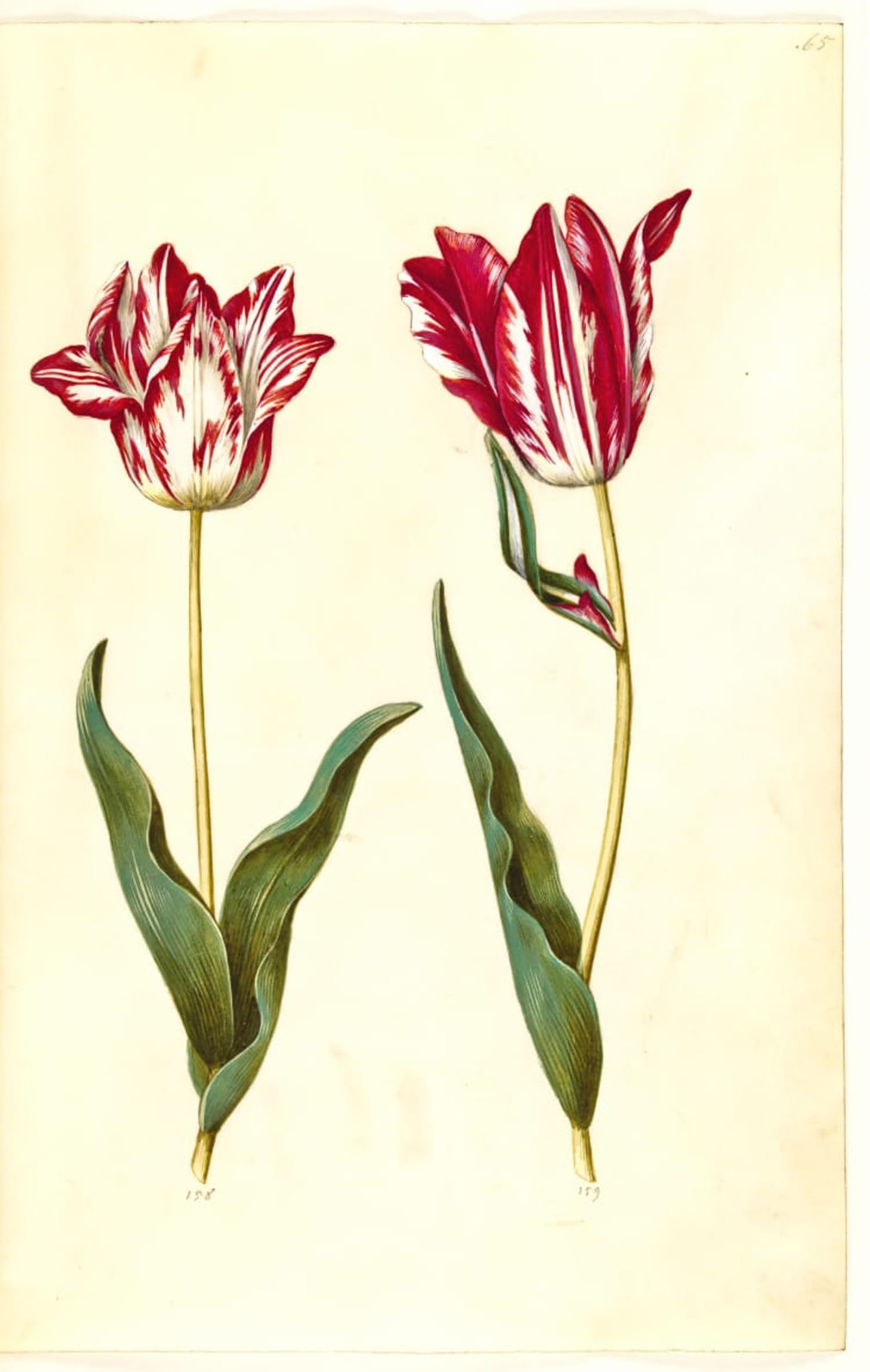 ARTXLXXBN Famous Prints Artwork Pictures Poster Painting Art Tulipa Gesneriana by Hans Simon Holtzbecker Artwork Landscape Pictures for Home Decor 60x90cm