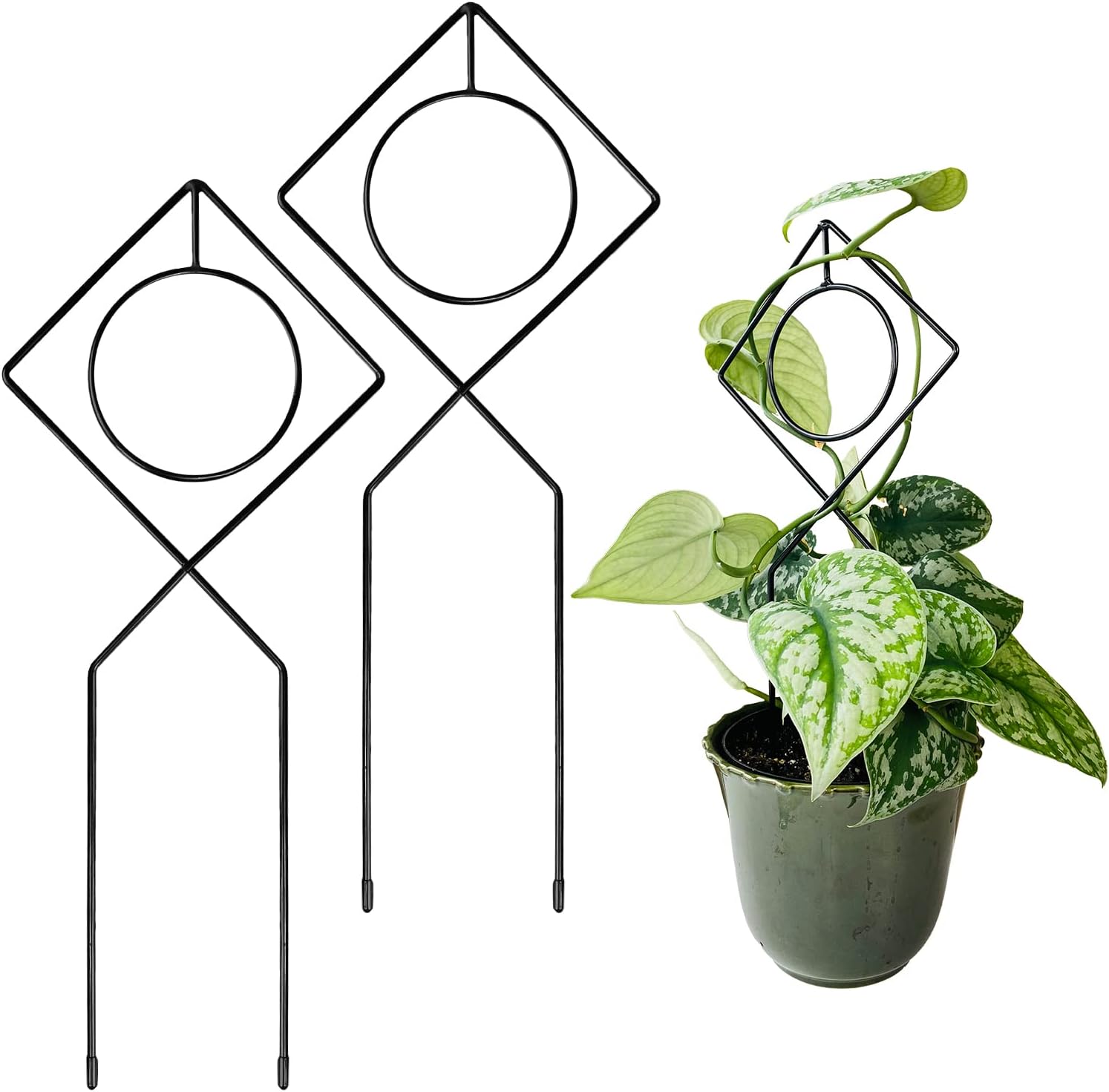Metal Plant Support Stake for Indoor Climbing Plants