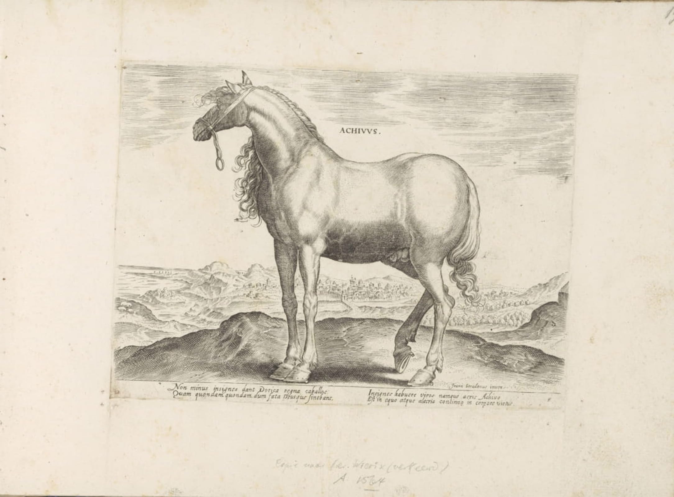 Affiche Equus Hispanus Jan Van Der Straet | Impression Toile 60x90cm - 5