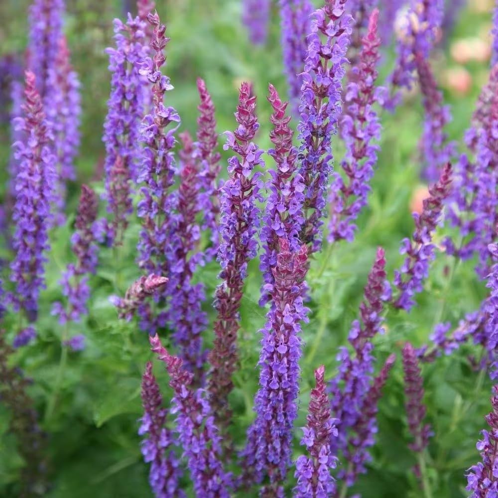 Plant Theory 9cm Pot Salvia Sylvestris Mainacht Salvia May Night Perennial