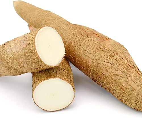 Miniatura 3 de YEGAOL Garden - Semillas de yuca Manihot Esculenta perennes ornamentales sin OMG, tolerantes a la sequía, comestibles para cocinar al aire libre, 5