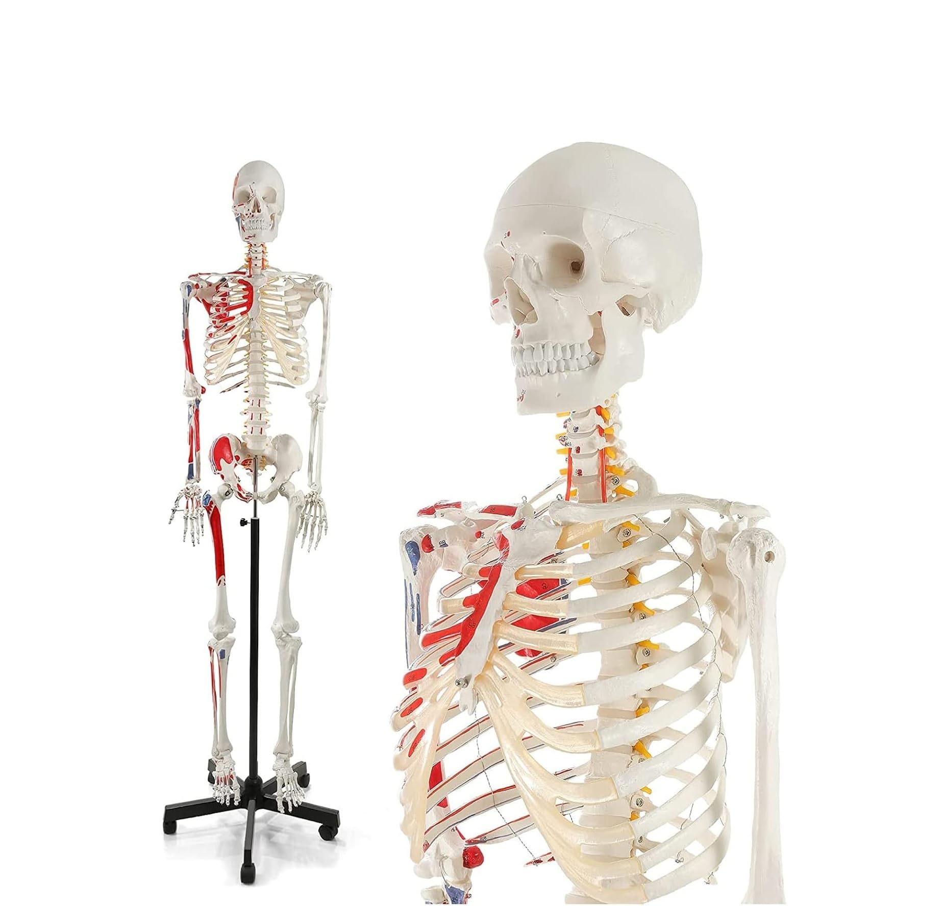 Lebensgroßes menschliches Skelettmodell 170 cm for Anatomie, Ganzkörperskelett mit nummerierten bemalten Knochen und abnehmbaren Gliedmaßen, 1 Stück