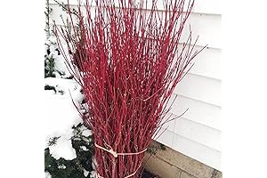 QAUZUY GARDEN 20 Red Dogwood Branches Seeds - Western American Dogwood, Bright Red Stems