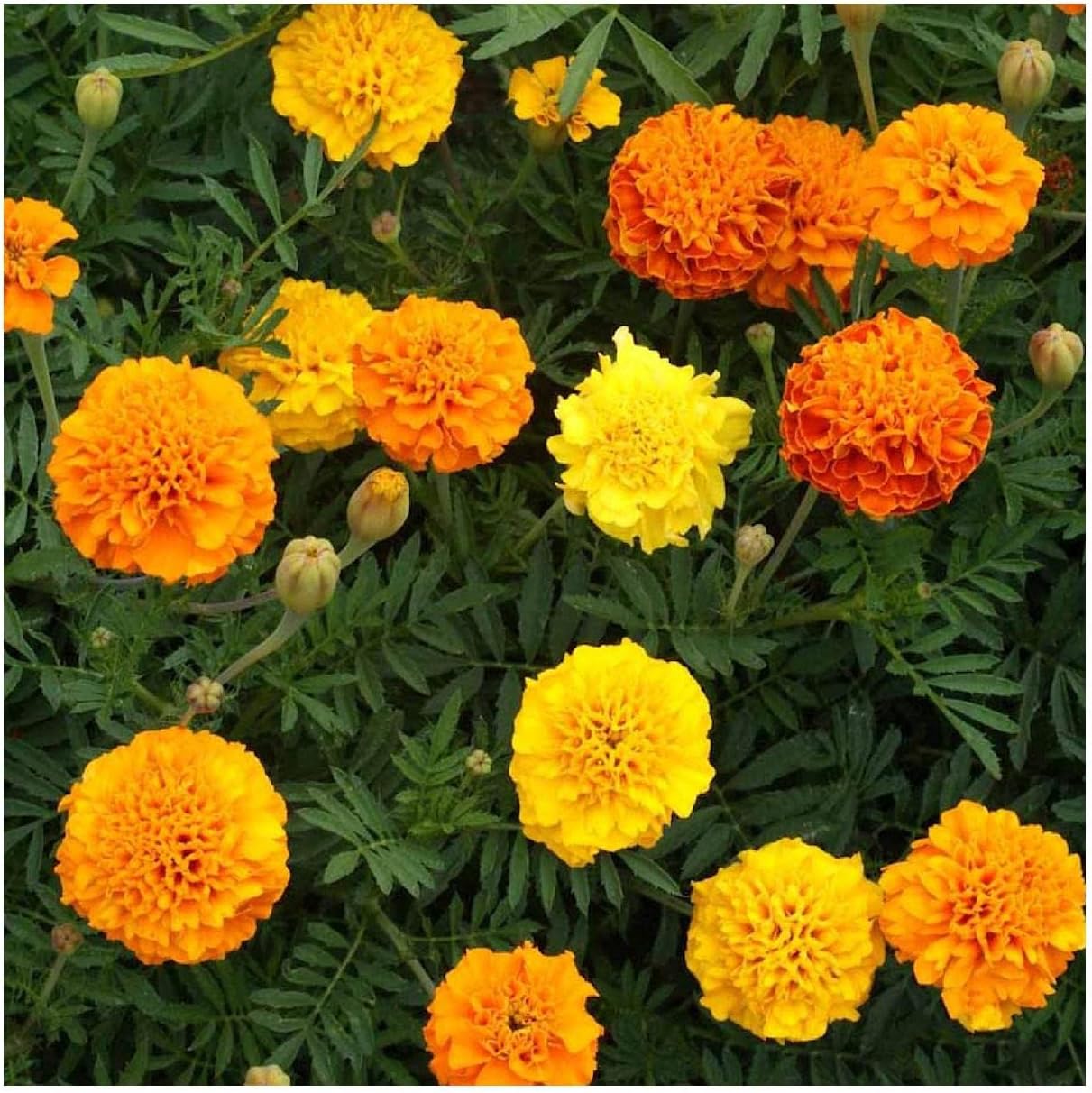 Everwilde Farms - 1 Lb Petite Mix French Marigold Wildflower Seeds - Gold Vault