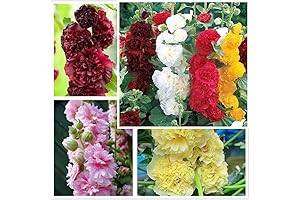 Carnival Mix Double Hollyhocks Flower Seeds