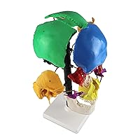 Vista 2 de Vision Scientific VAL252 Modelo Beauchene multicolor de tamaño real "Exploded" para mostrar cómo los huesos encajan juntos Desarticulado