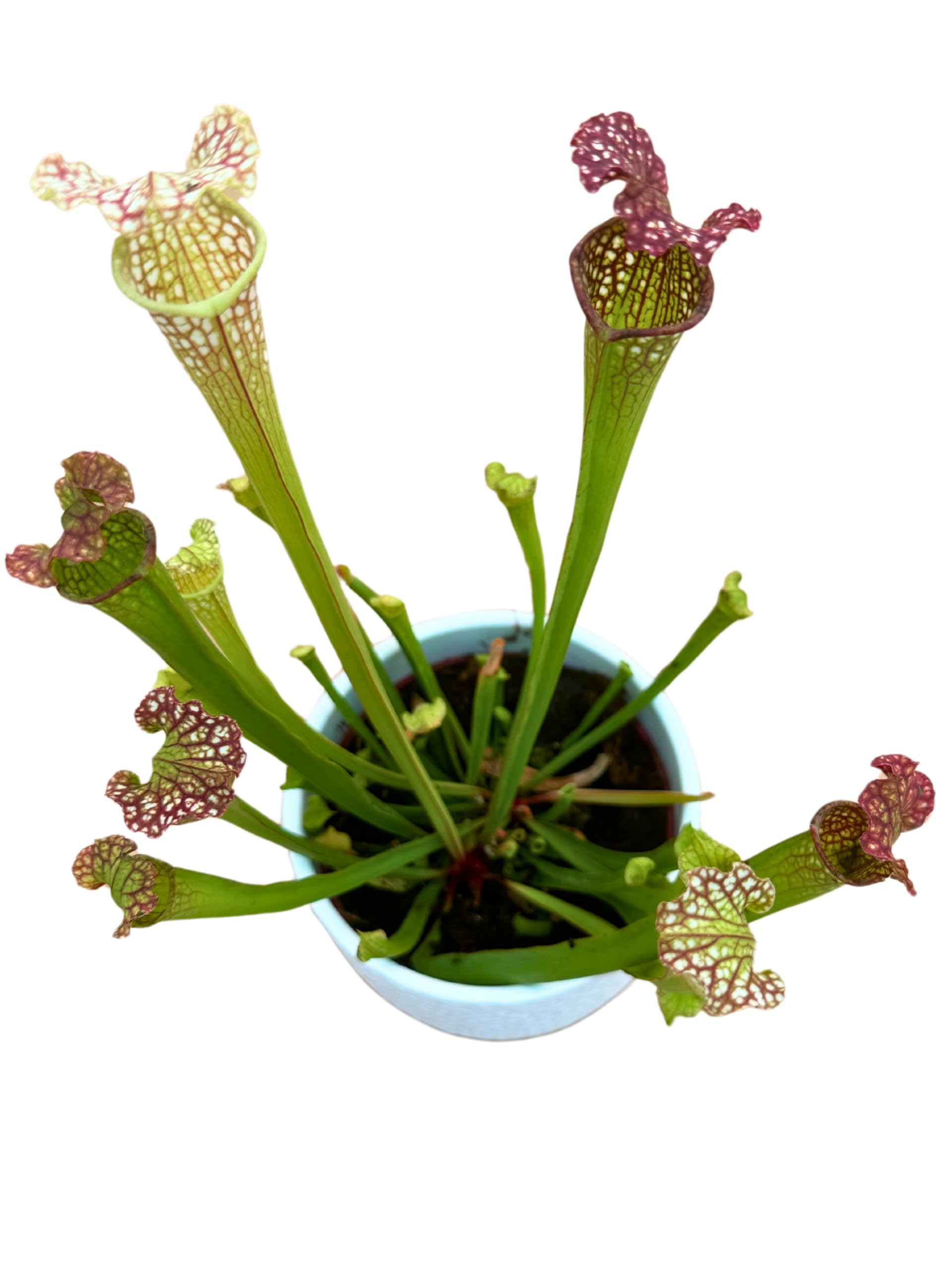 Saracenia Plante Carnivora dans un élégant vase en céramique blanc diamètre 13 cm. - Plante Exotique d'Intérieur, Plante Véritable taille XXL