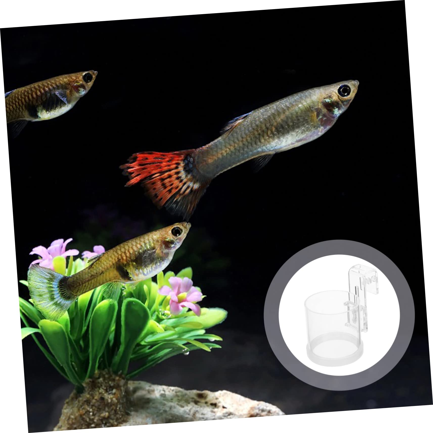 Housoutil 3piezas Anillo Alimentador De Peces De Acrílico para Acuarios Anillo Flotante Gancho para Comida De Peces Peceras y Mediana