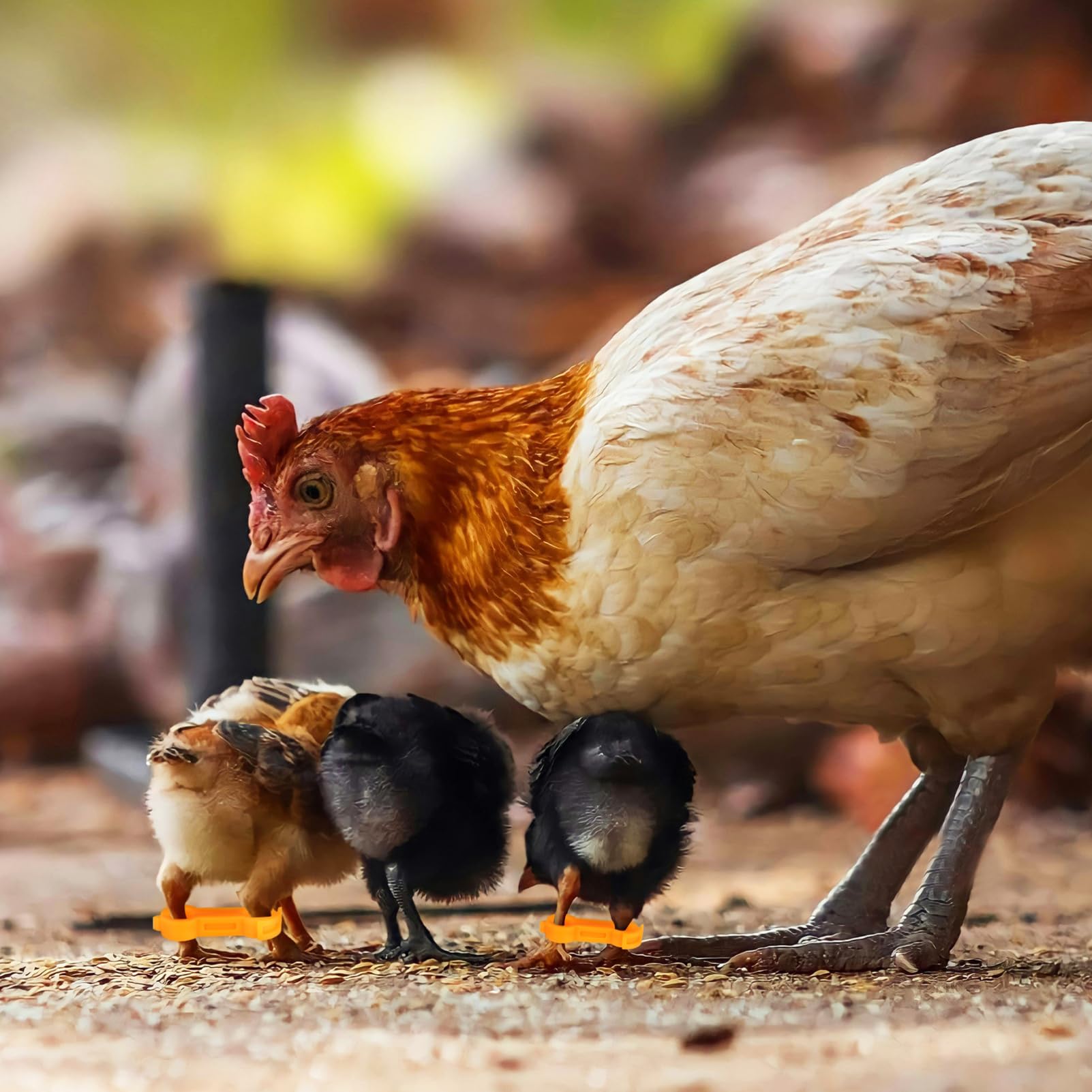 Toyvian Bird Correction Device 12 Pack Chick Leg Band Chicken Leg Band Pigeon Foot Ring for Birds Parrots and Chickens Sturdy and Easy Application