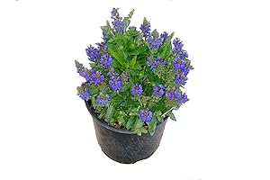 Premier Plant Solutions Meadow Sage: A Vibrant Addition to Your Outdoor Oasis