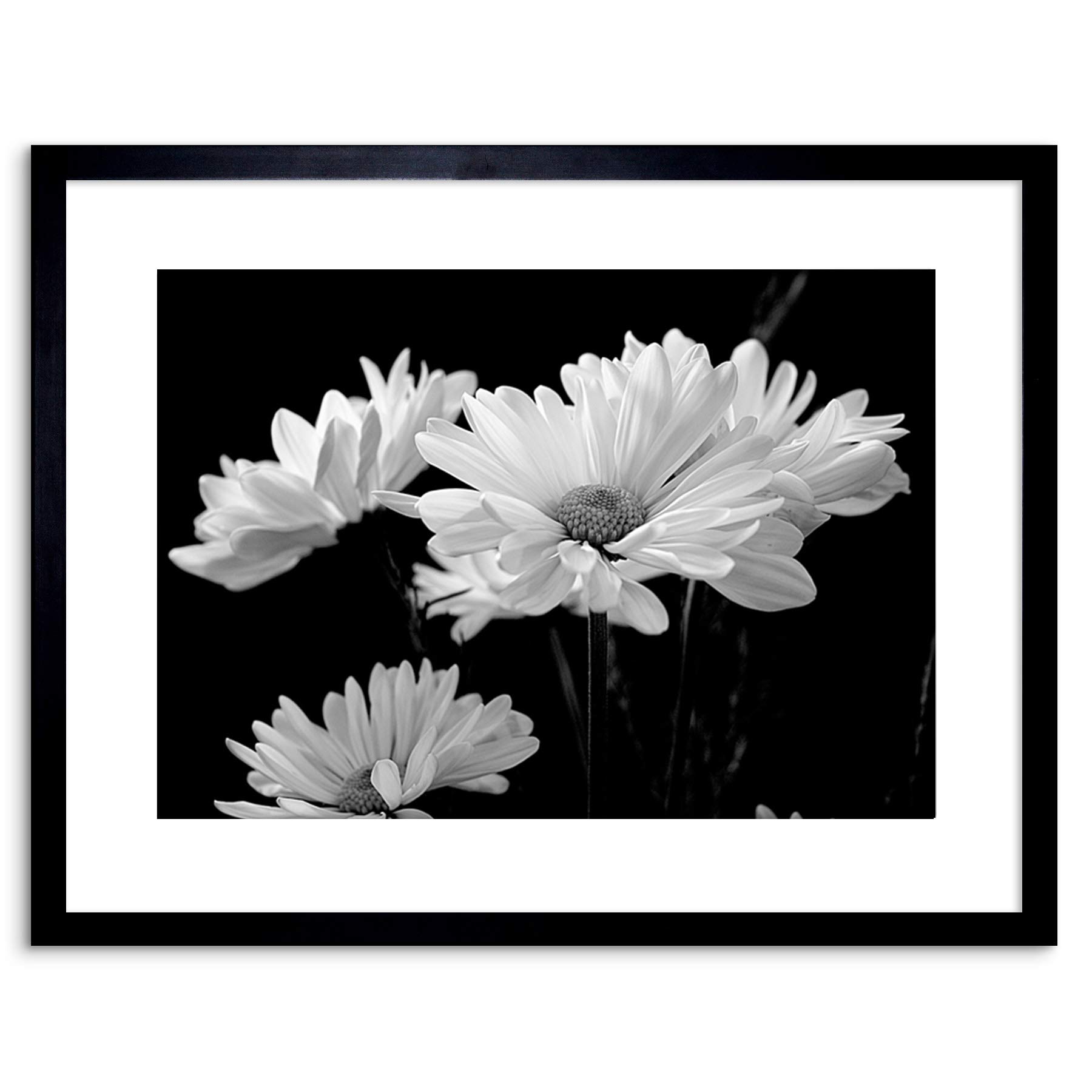 Wee Blue Coo NATURE FLOWERS DAISY BLACK WHITE FRAMED ART PRINT POSTER F97X12355