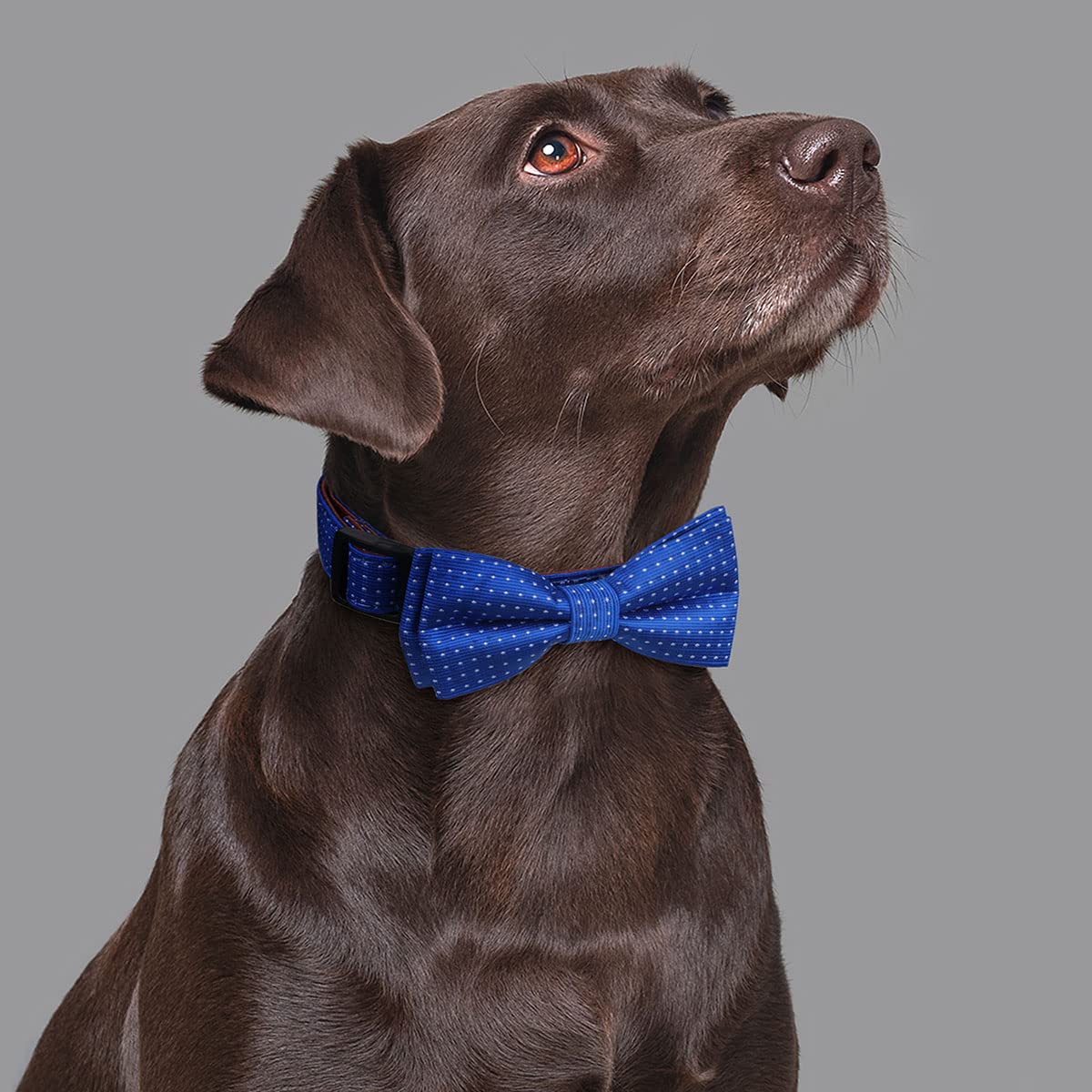 Rhea Rose Dog Collar with Bow Tie for Girl or Boy Gift Soft Durable Bowtie Blue dot Medium, A1_Blue Dots - Image 2