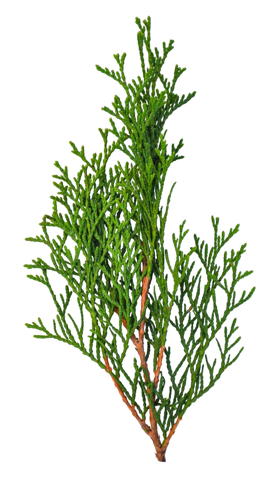 Thuja occidentalis Smaragd 80-100 cm – Immergrüner Lebensbaum, Dichter Wuchs, Pflegeleicht & Frosthart – Ideal als Heckenpflanze im Topf – Ganzjährig pflanzbar für Sichtschutz & Gartenbegrünung