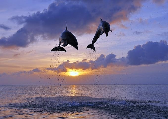 Amazon 絵画風 壁紙ポスター はがせるシール式 イルカ 日没 ジャンプ サンセット 海 キャラクロ Dlp 006a2 版 594mm 4mm 建築用壁紙 耐候性塗料 日本製 ウォールステッカー お風呂ポスター おもちゃ おもちゃ