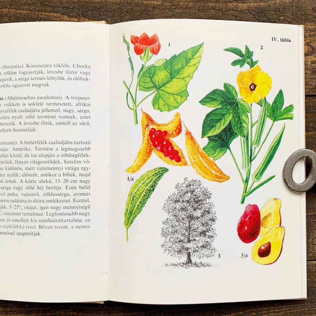 Amazon.co.jp: ハンガリーの古い植物図鑑(Kulturnovenyek 1976年
