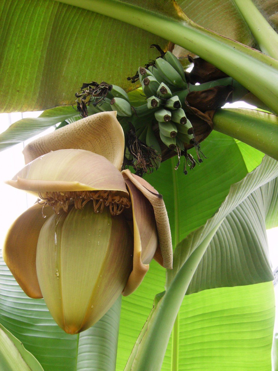 calathea dunkel Calathea Lancifolia – Pfauenpflanze – Terrarienpflanze – urbanjngl.com main image 0