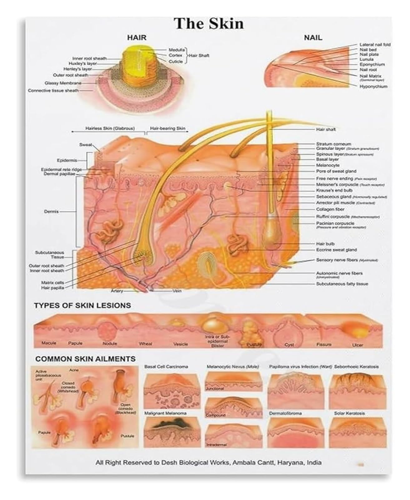 ZDVHOMCB Informative Skin Anatomy Science Poster for Educational Wall Decor and Room Aesthetic Framed,08x12inch(20x30cm)