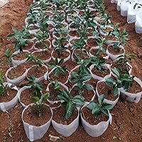 Vista 2 de Belit Bolsas grandes no tejidas para vivero, 25 bolsas de cultivo para plantas, macetas para árboles, verduras, flores, cultivo de plantas