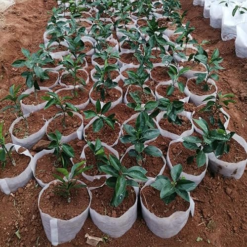 Miniatura 2 de Belit Bolsas grandes no tejidas para vivero, 25 bolsas de cultivo para plantas, macetas para árboles, verduras, flores, cultivo de plantas
