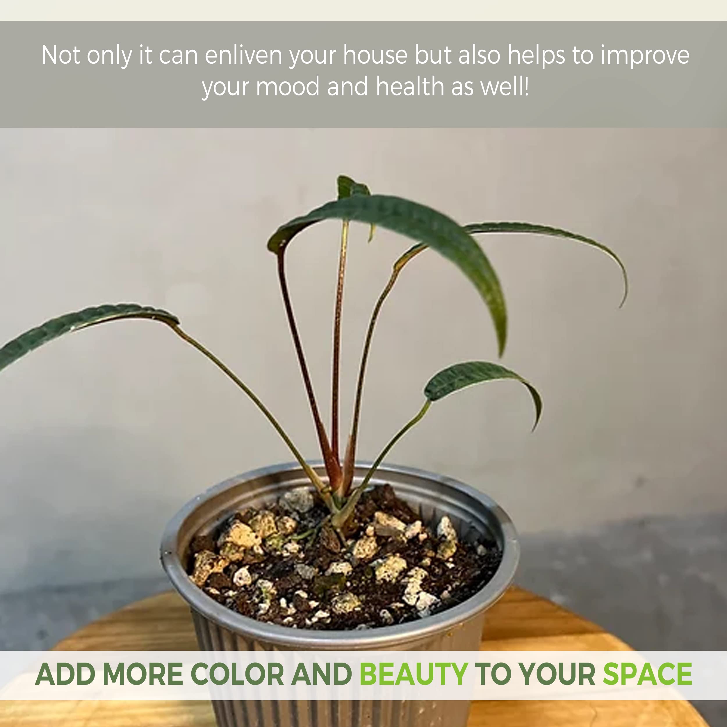 Amazon.com : LEAL PLANTS ECUADOR Anthurium Cutucuense| Exotic Green Indoor  Houseplant | Rare Anthurium Live Plant for Home Decor | Low Maintenance  Tropical Plant for Living Room | Unique Heart-Shaped Foliage :