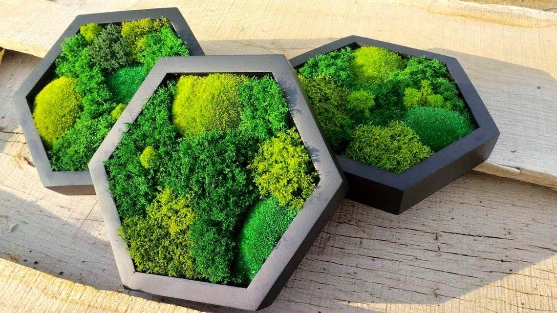 Moss Hexagons