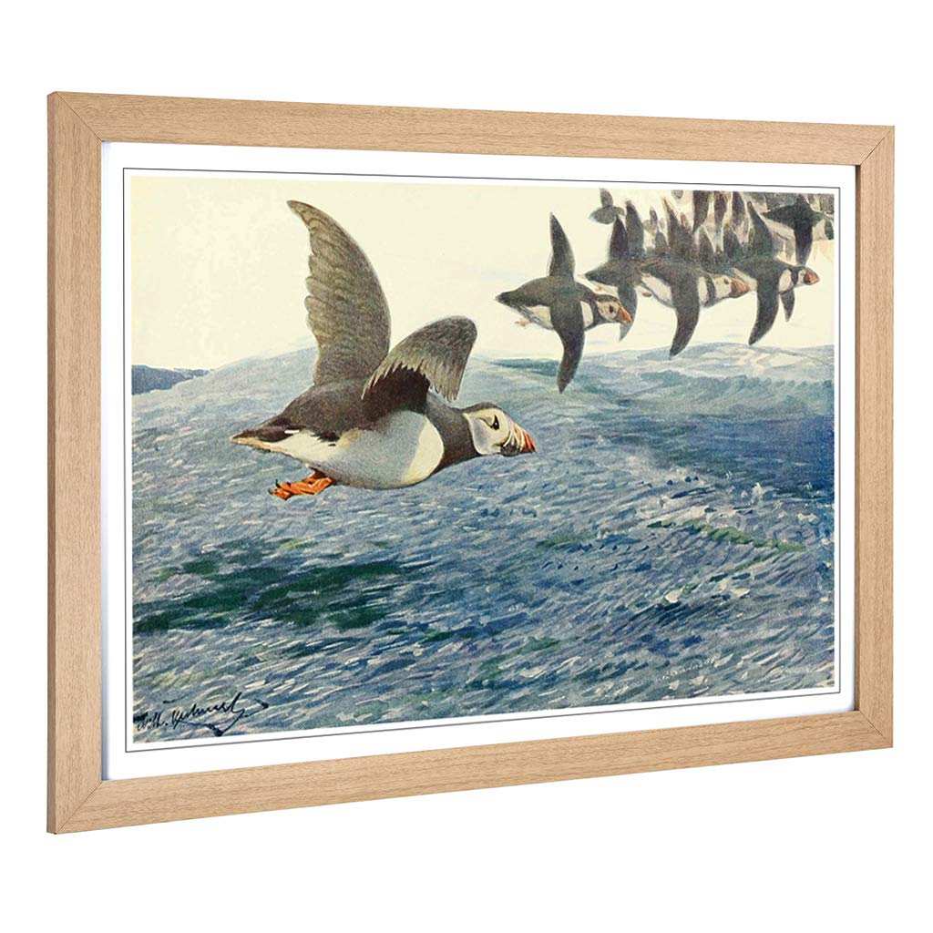 Big Box Art Framed Print of Vintage W Kuhnert Atlantic Puffin Design | Wall Art Picture | Home Decor for Kitchen, Living Room, Bedroom, Hallway, Oak, A2 / 24.5x18 Inch / 62x45cm
