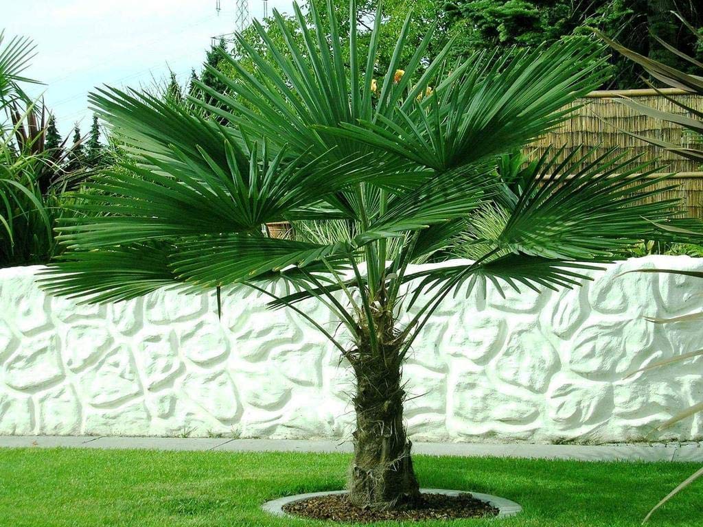 Trachycarpus fortunei Hanfpalme bis 160 cm Höhe aus Freilandzucht. Frosthart bis - 19 Grad Indoor und Outdoor