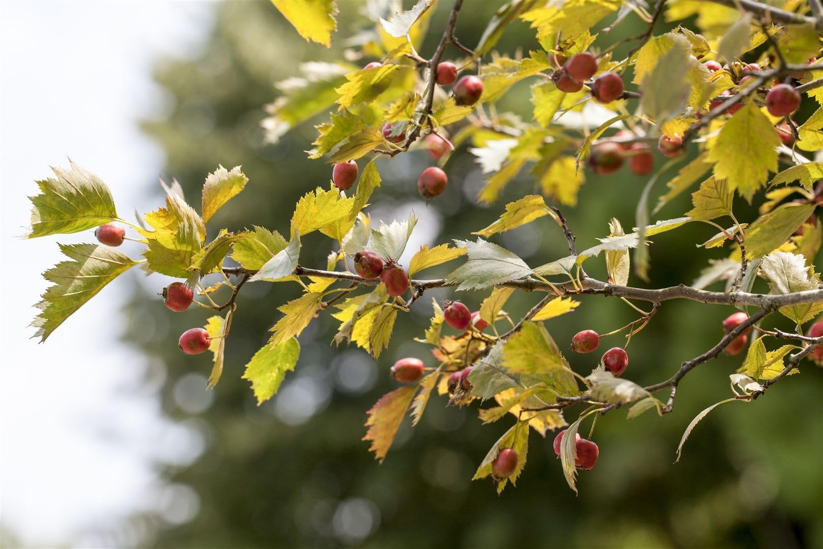 Scharlachdorn Crataegus coccinea 150-200 cm Heckenpflanze winterhart