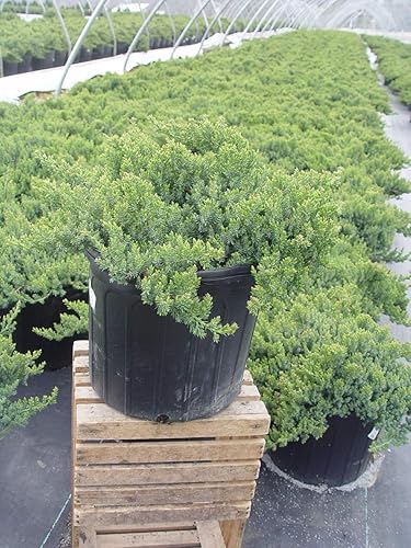 Miniatura 3 de Green Promise Farms JNPN02 JNPN JUNIPERUS PROCUMBENS NANA, 2 galones